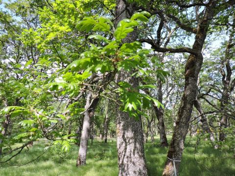 Garry oak savannah on Flett Property