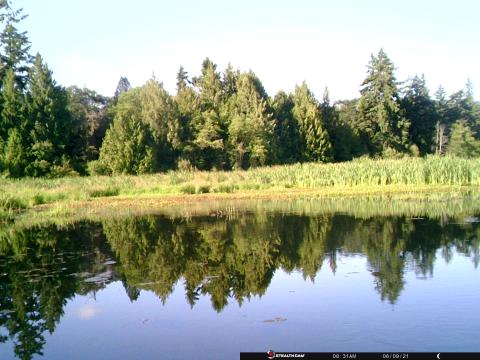 Flett Wetland