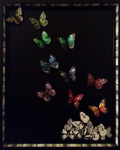 colorful butterfly's on a black backdrop